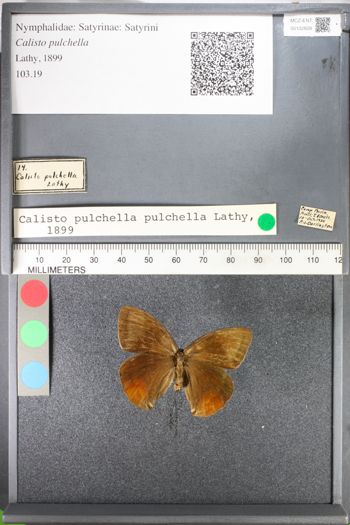 Media type: image;   Entomology 102828